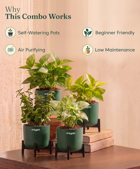 Lucky Plants Combo - Set of 4 Self Watering Plants