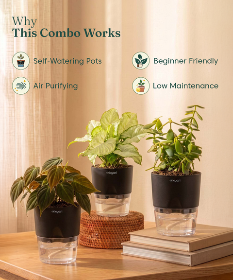 Air Purifying Combo - Set of 3 Self Watering Plants