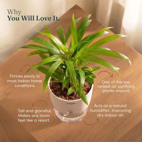Areca Palm Plant With Self Watering Pot