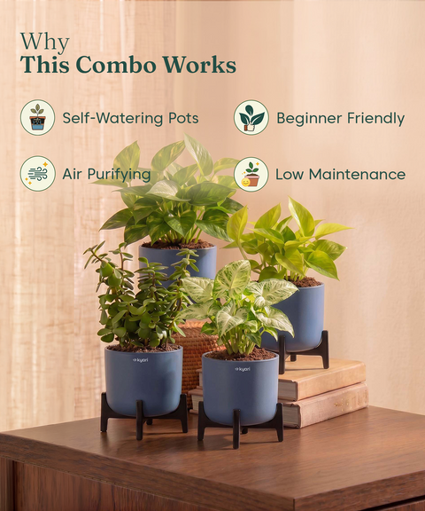 Lucky Plants Combo - Set of 4 Self Watering Plants