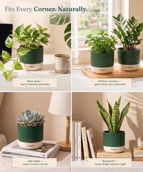 Mylo Pot Green combo of 5