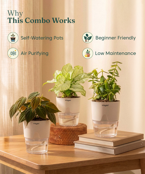 Kyari Combo of 3 Indoor Plants - Jade, Syngonium White & Philodendron Micans with Poetic White Self Watering Pot - Live Plants for Home Decor & Living Room - Low Maintenance Plant Set