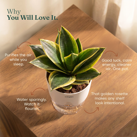 Golden Hahnii Snake Plant BYOB