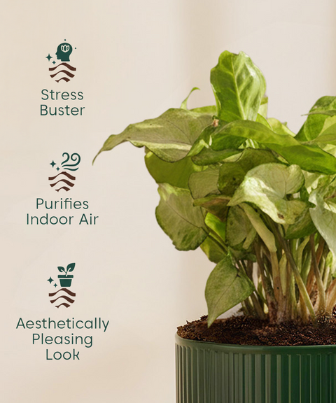 Syngonium White Plant With Mylo Planter