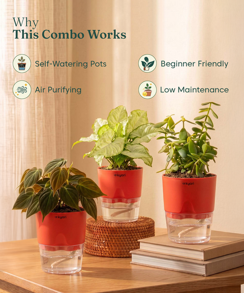 Air Purifying Combo - Set of 3 Self Watering Plants