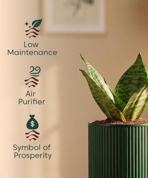 Green Snake Plant with Medium Self Watering Pot