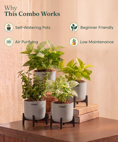 Lucky Plants Combo - Set of 4 Self Watering Plants