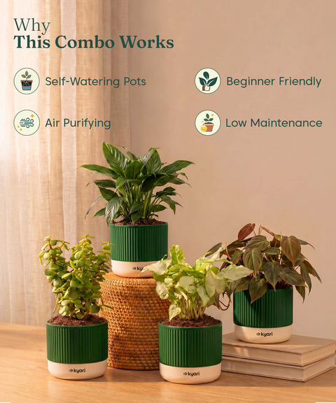 Air purifying Combo - Set of 4 Self Watering Plants