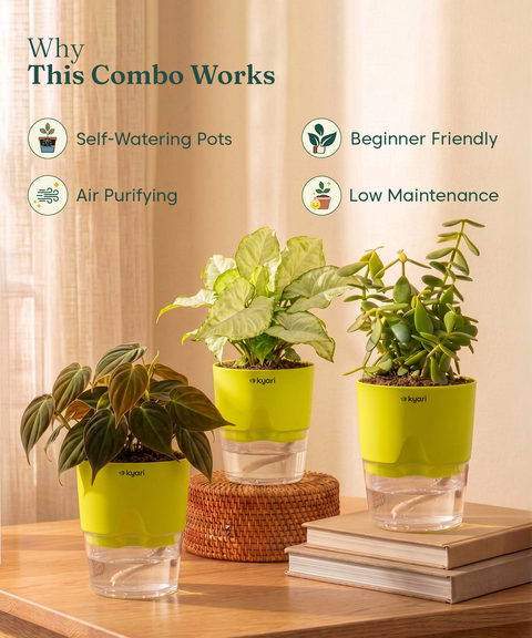 Air Purifying Combo - Set of 3 Self Watering Plants
