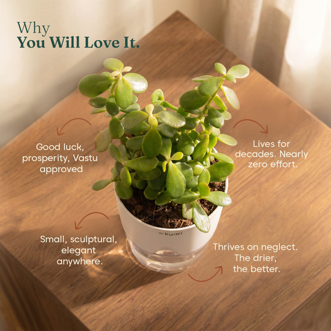 Lucky jade plant with self watering pot - BYOB