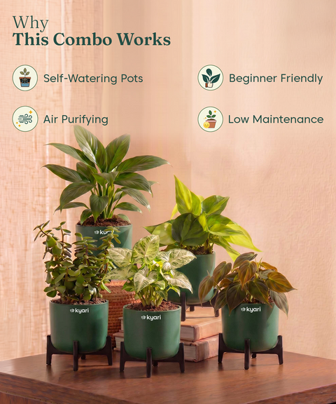 Air Purifying Combo - Set of 5 Self Watering Plants