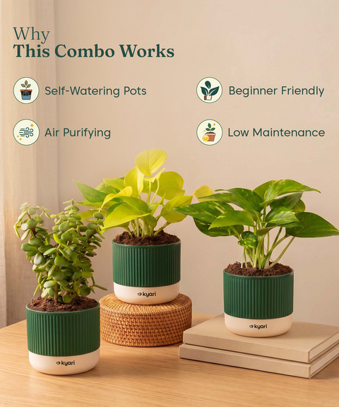 Lucky Plants Combo - Set of 3 Self Watering Plants