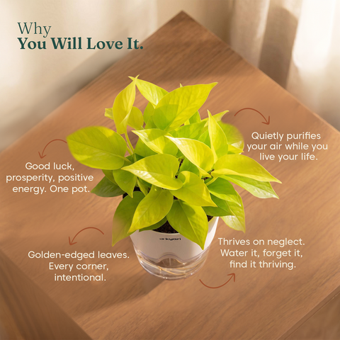 Golden Money Plant - BYOB