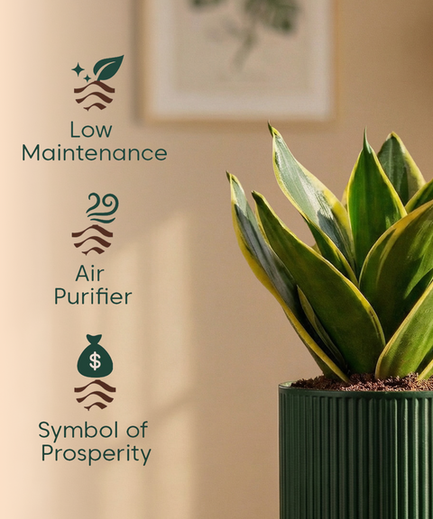 Golden Hahnii Snake Plant with Medium Self Watering Pot