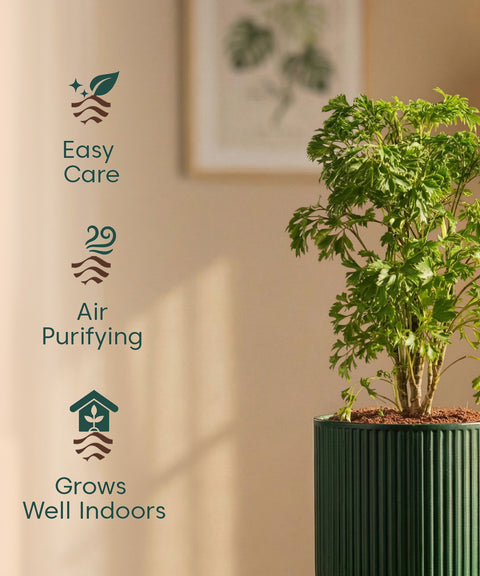 Aralia Green Plant with Medium Self Watering Pot