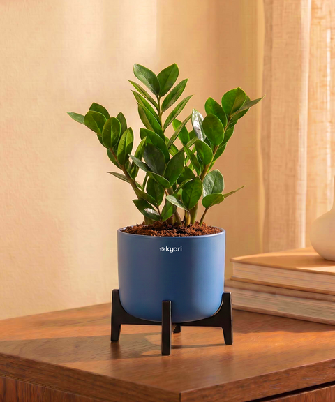 ZZ Plant in Aira Self Watering Pot (Stand included)