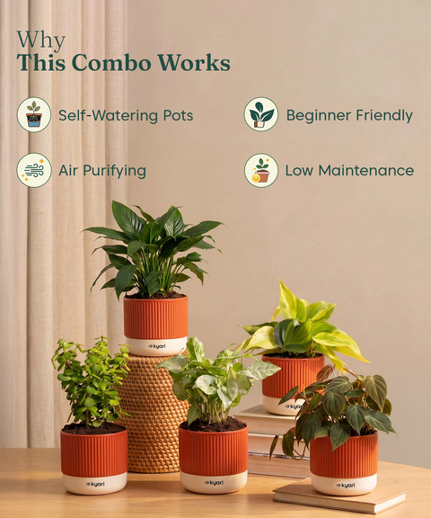Air purifying Combo - Set of 5 Self Watering Plants