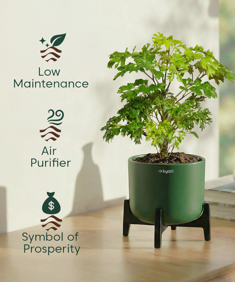 Aralia Plant with Aira Pot