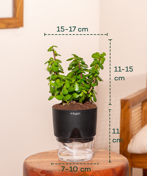 Home Decor Plant Combo Set (4 Pack)