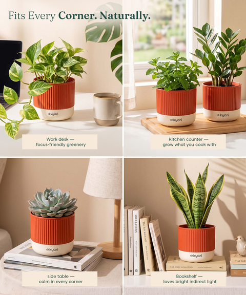 Mylo Pot red combo of 5
