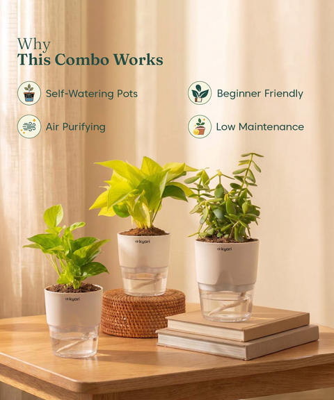 Kyari Lucky Combo of 3 Indoor Plants - Golden Money, Green Money & Jade with Poetic Black Self Watering Pot - Live Plants for Home Decor & Living Room - Vastu Friendly Plant Set