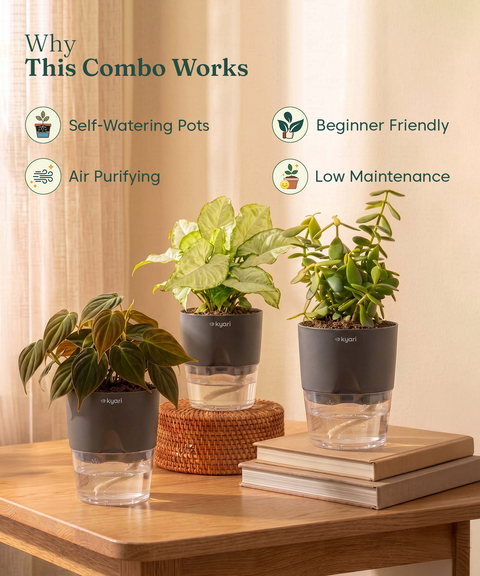 Air Purifying Combo - Set of 3 Self Watering Plants