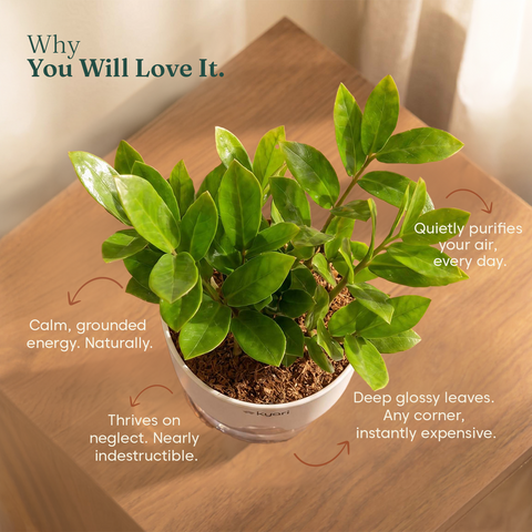 Zamia Green - ZZ Plant With Self Watering Pot