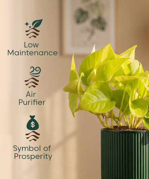 Golden Money Plant with Medium Self Watering Pot