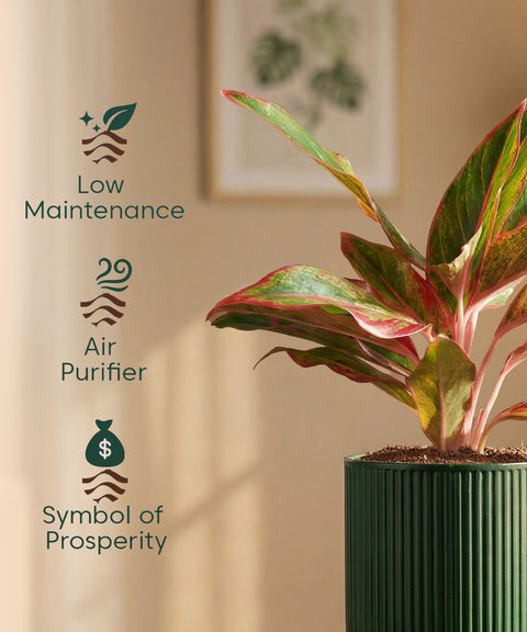 Aglaonema Lipstick Plant with Medium Self Watering Pot