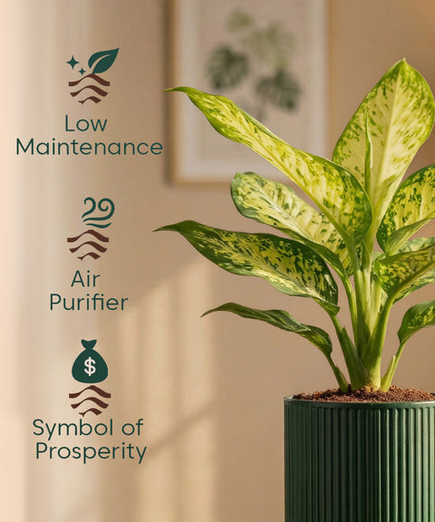 Aglaonema Snow White Plant with Medium Self Watering Pot