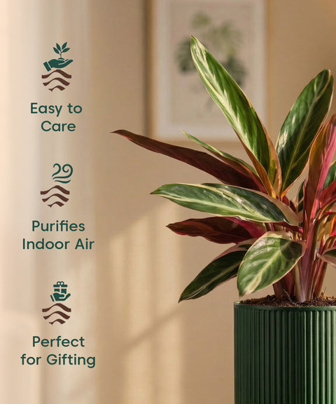 Calathea Triostar Plant with Medium Self Watering Pot