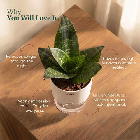 Green Snake Plant With Self Watering Pot