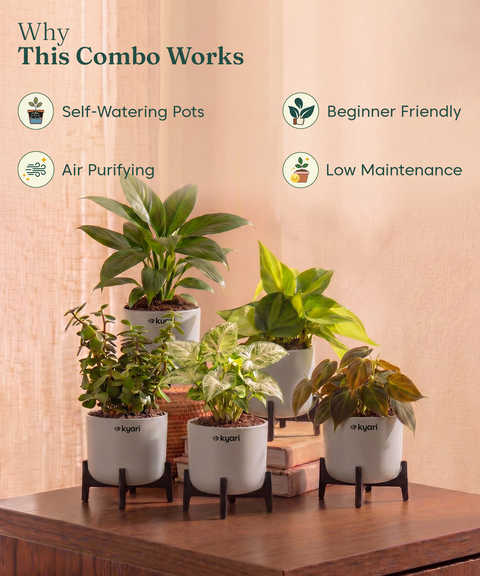Air Purifying Combo - Set of 5 Self Watering Plants