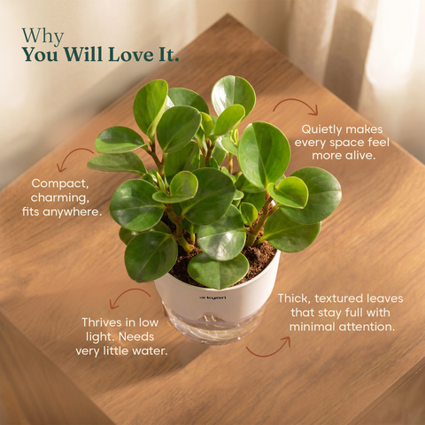 Peperomia Green Plant With Self Watering Pot