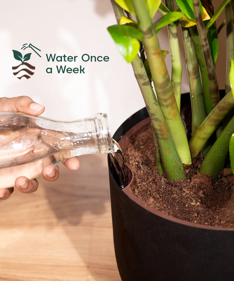 10' Inch Extra Large Pot