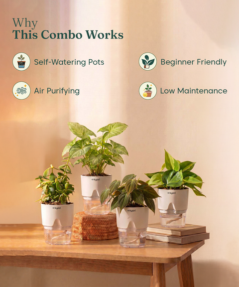 Kyari Combo of 4 Indoor Plants - Jade, Syngonium White, Philodendron Micans & Philodendron Oxycardium with White Self Watering Pot 4 Inch