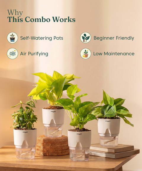 Kyari Combo of 4 Indoor Plants - Jade, Green Money, Golden Money & Philodendron Oxycardium with Poetic White Self Watering Pot - Live Plants for Home Decor & Living Room - Air Purifying Plant Set