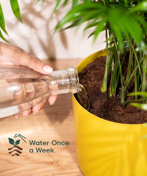 8' Inch Large Pot Yellow