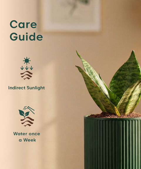 Green Snake Plant with Medium Self Watering Pot