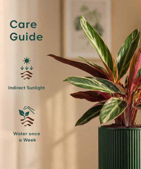Calathea Triostar Plant with Medium Self Watering Pot