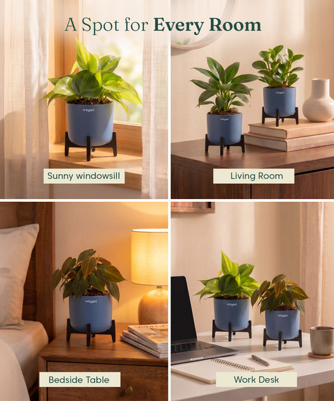 Air Purifying Combo - Set of 5 Self Watering Plants