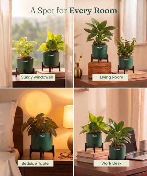 Air Purifying Combo - Set of 5 Self Watering Plants