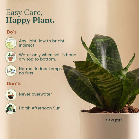 Green Snake Plant With Self Watering Pot
