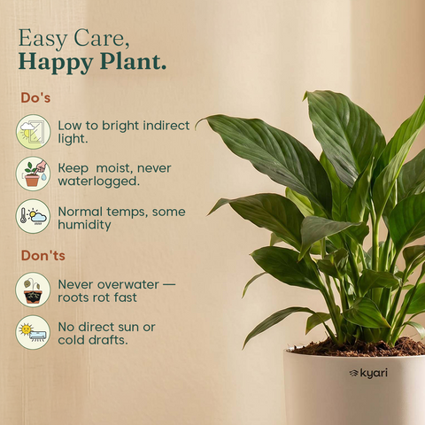 Peace Lily Plant - BYOB