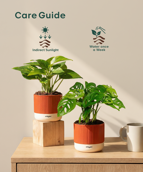 Easy Care Home Decor Combo