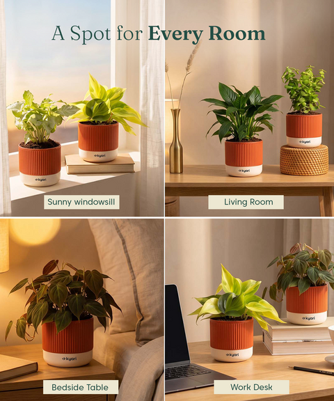 Air purifying Combo - Set of 5 Self Watering Plants