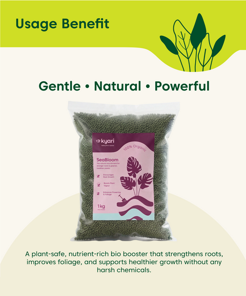 seabloom 1 kg