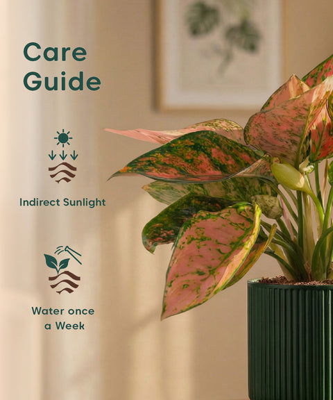 Aglaonema Pink Valentine Plant with Medium Self Watering Pot