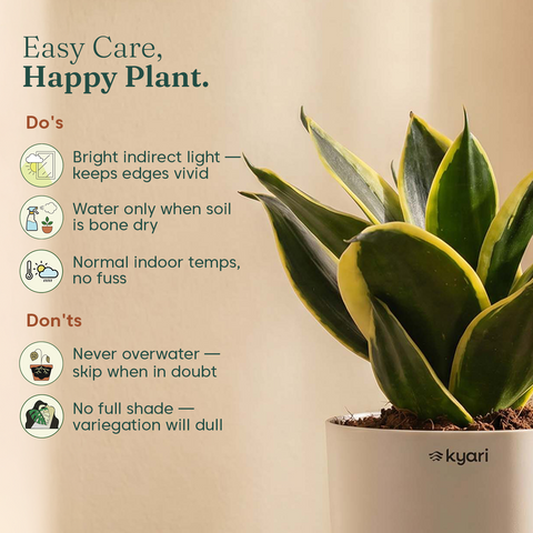 Golden Hahnii Snake Plant BYOB
