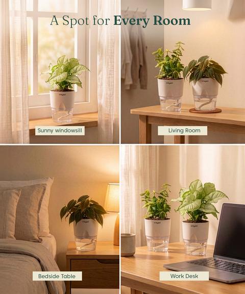 Kyari Combo of 3 Indoor Plants - Jade, Syngonium White & Philodendron Micans with Poetic White Self Watering Pot - Live Plants for Home Decor & Living Room - Low Maintenance Plant Set
